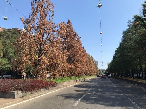 appartamento in affitto a Torino in zona Santa Rita