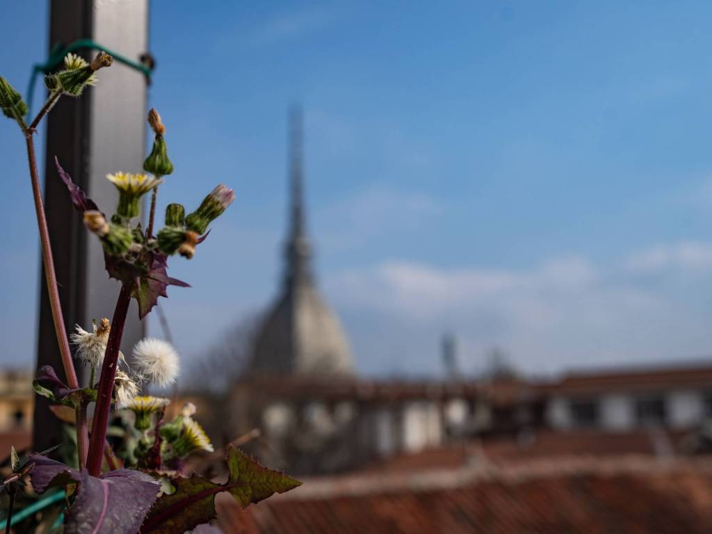 appartamento in affitto a Torino in zona Superga