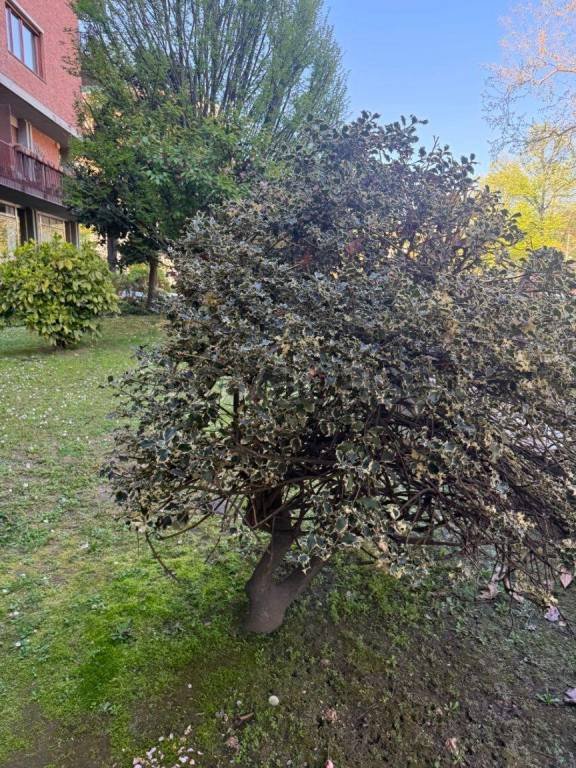 appartamento in affitto a Torino