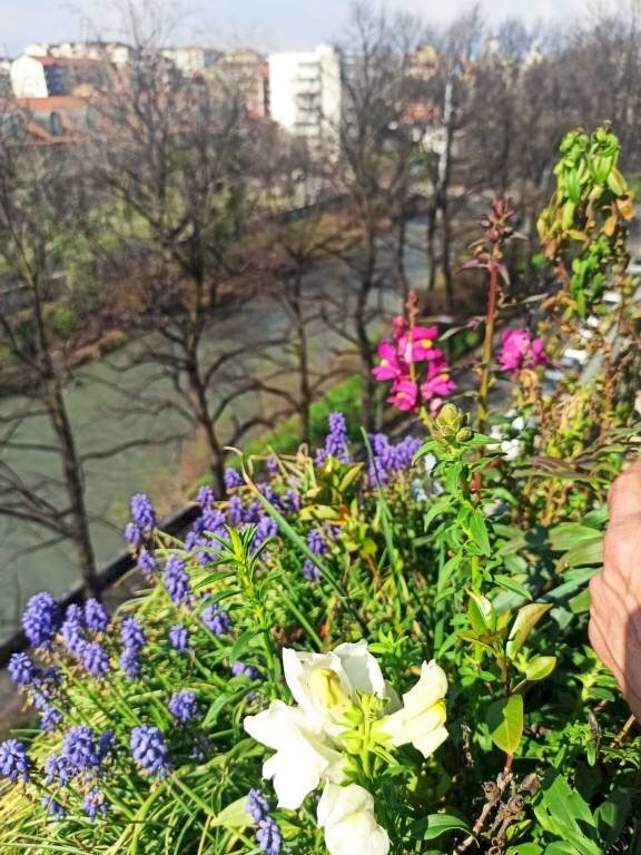 appartamento in affitto a Torino in zona Aurora