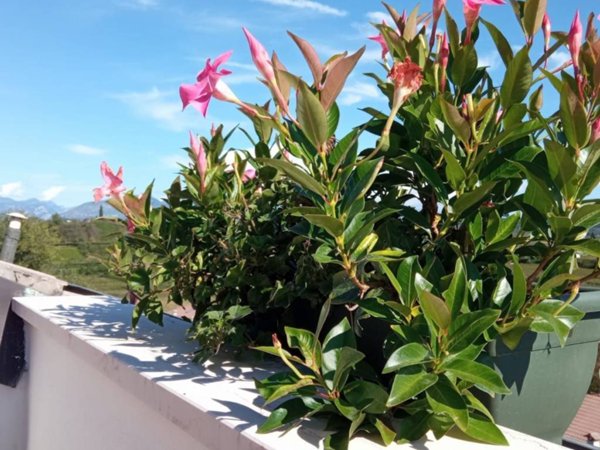 appartamento in affitto a Castelnuovo del Garda