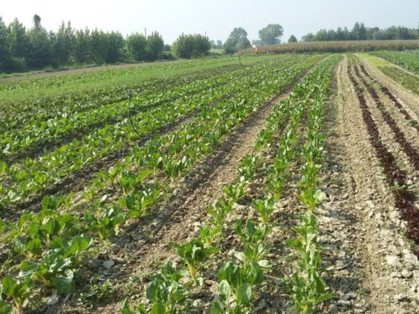 terreno in affitto a Cerea