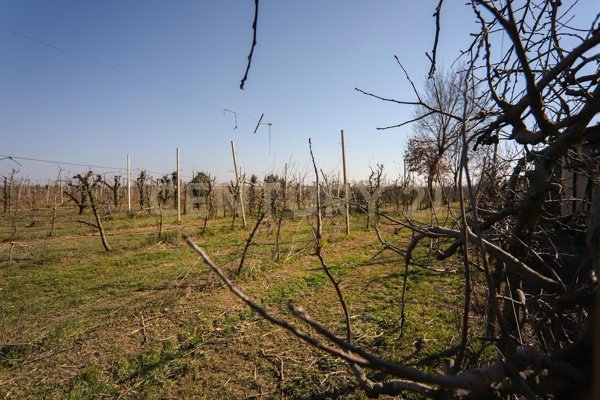 appartamento in affitto a Minerbe