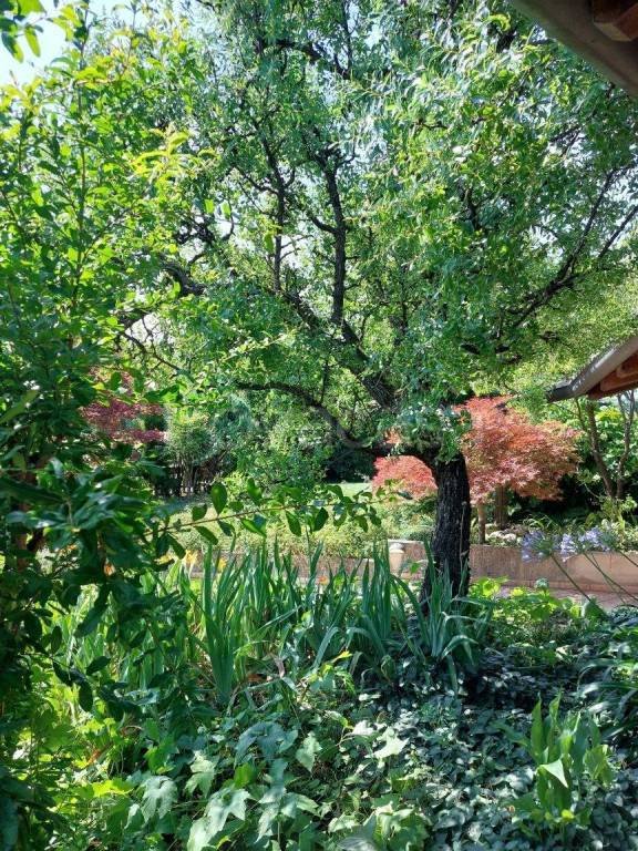 casa indipendente in affitto ad Altivole