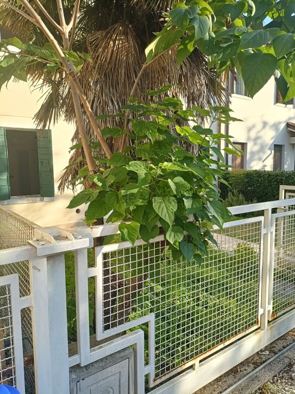 casa indipendente in affitto a Treviso