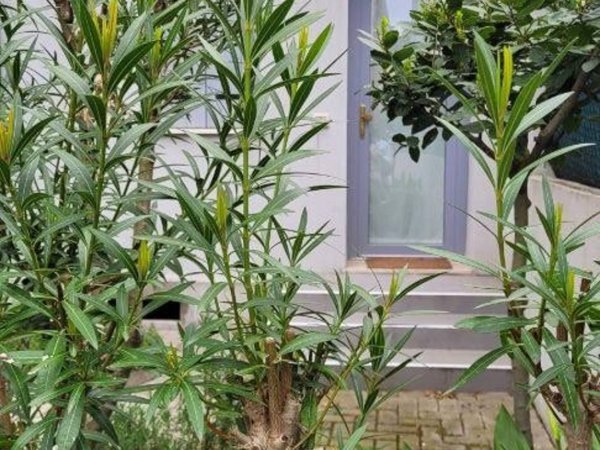 appartamento in affitto a Padova in zona San Giuseppe