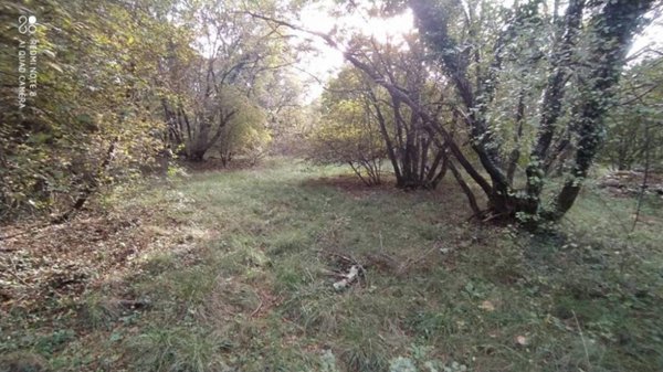terreno agricolo in affitto a Trieste in zona Opicina