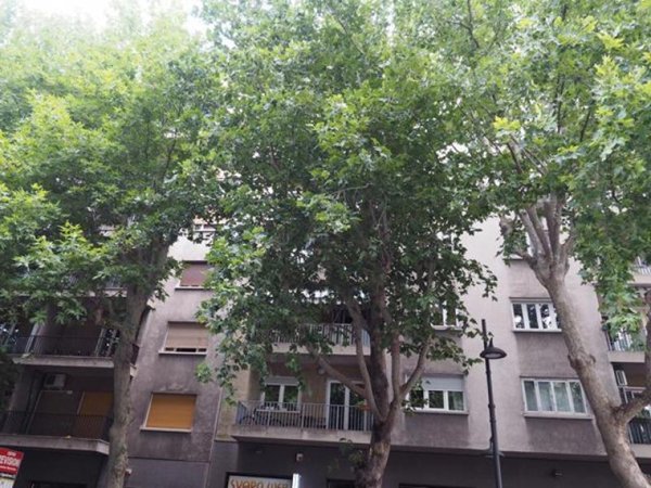 appartamento in affitto a Trieste