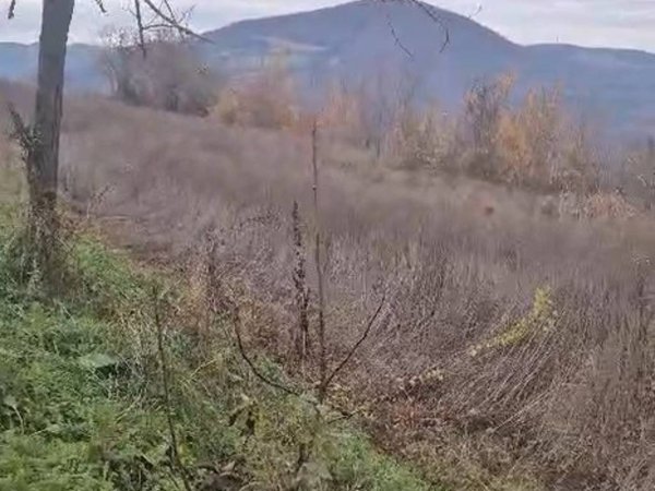 terreno agricolo in affitto a Travo