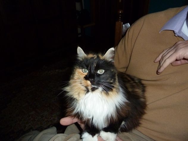 negozio in affitto a Fornovo di Taro