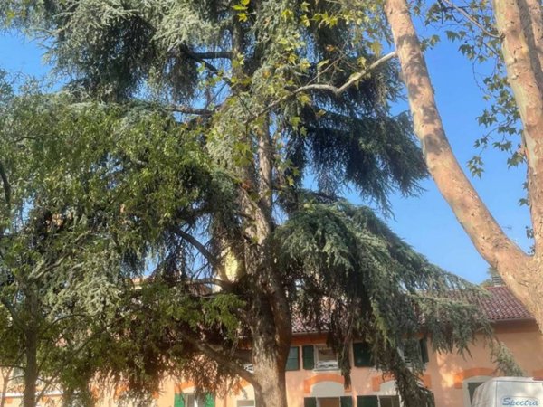 appartamento in affitto a Bologna in zona Saffi