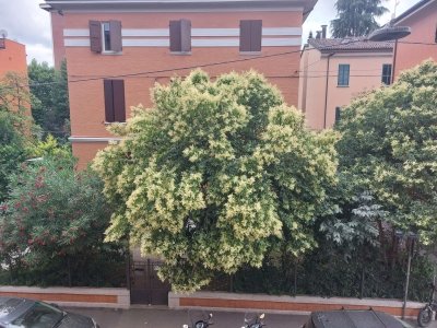 appartamento in affitto a Bologna in zona Bolognina