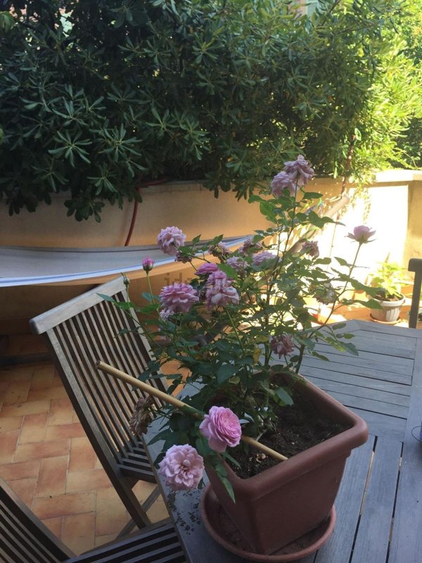 appartamento in affitto a Bologna in zona Saffi