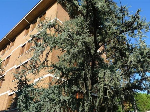 appartamento in affitto a Bologna in zona Saragozza