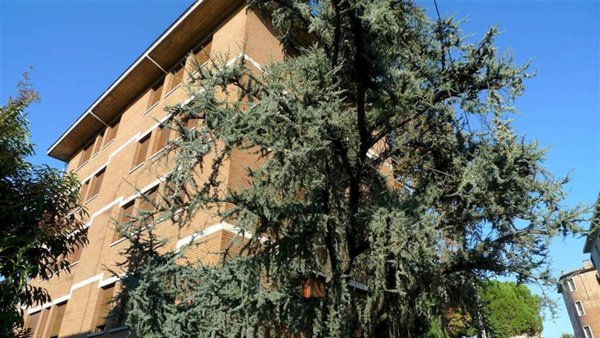 appartamento in affitto a Bologna in zona Saragozza