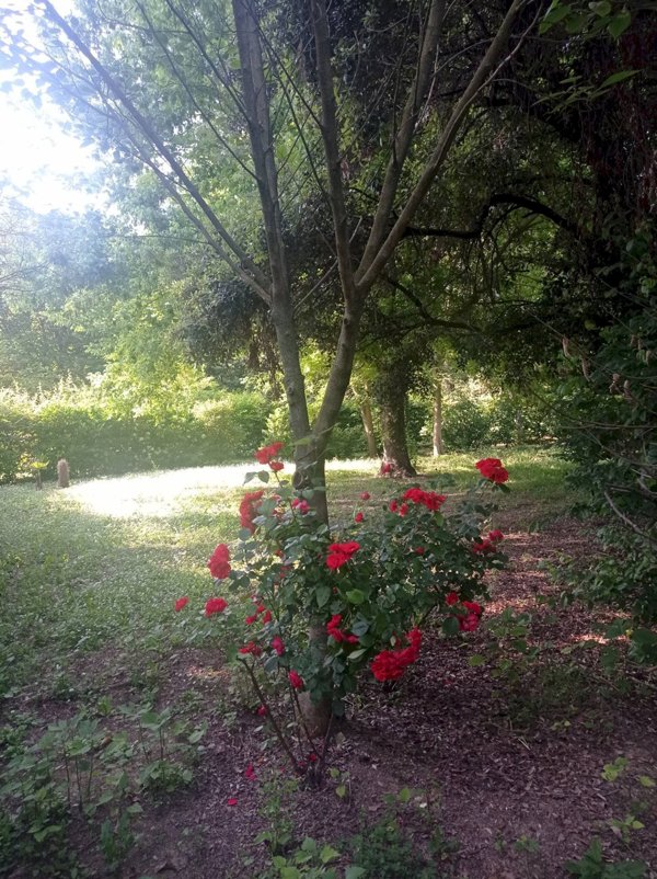 casa indipendente in affitto a Faenza
