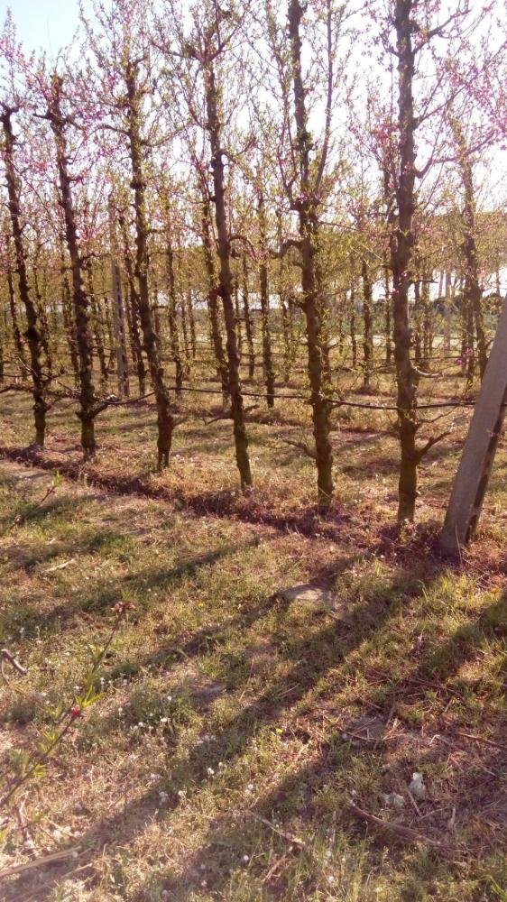 terreno agricolo in affitto a Faenza
