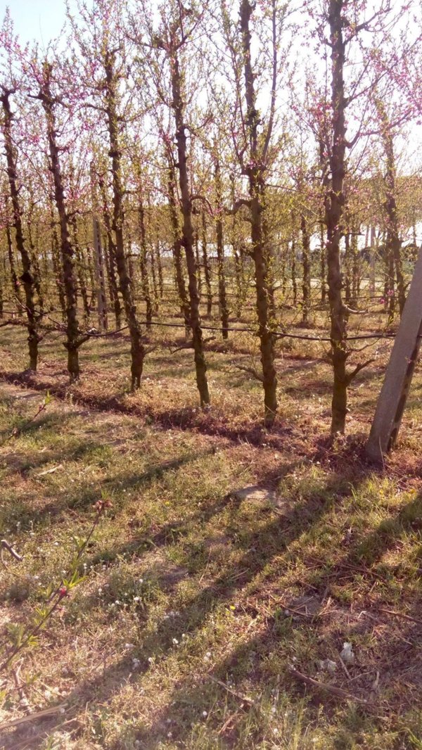 terreno agricolo in affitto a Faenza
