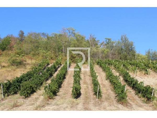 terreno agricolo in affitto a Bertinoro in zona Polenta