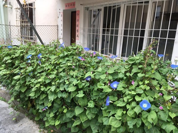 appartamento in affitto a Jesi