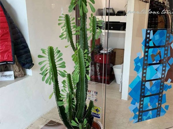 negozio in affitto a Porto Recanati