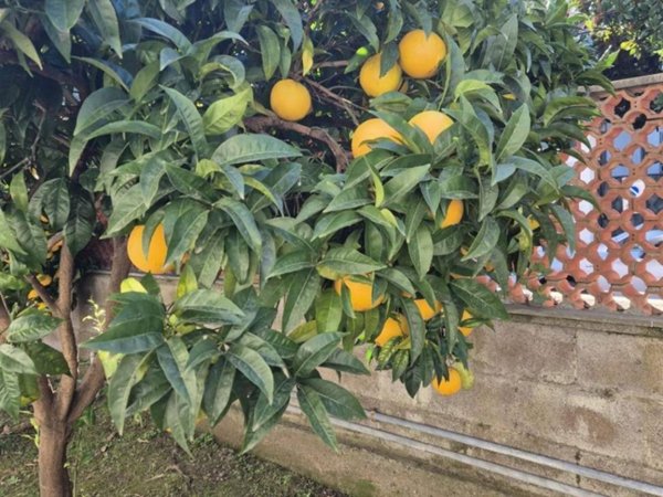 appartamento in affitto a Carrara in zona Marina di Carrara