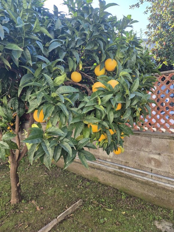 appartamento in affitto a Carrara in zona Marina di Carrara