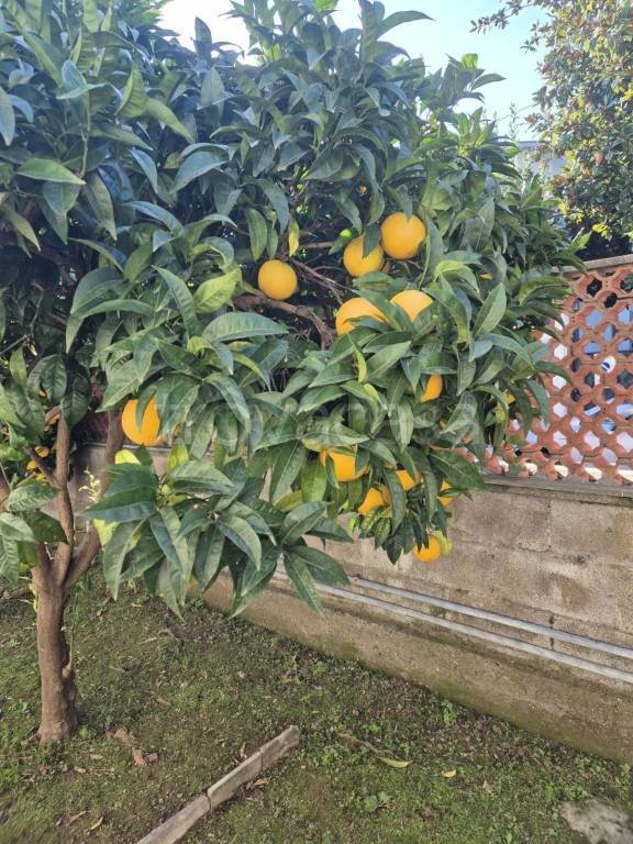 appartamento in affitto a Carrara in zona Marina di Carrara