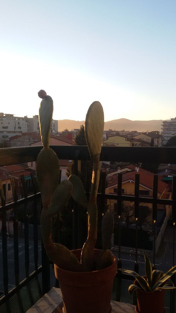 appartamento in affitto a Carrara in zona Marina di Carrara