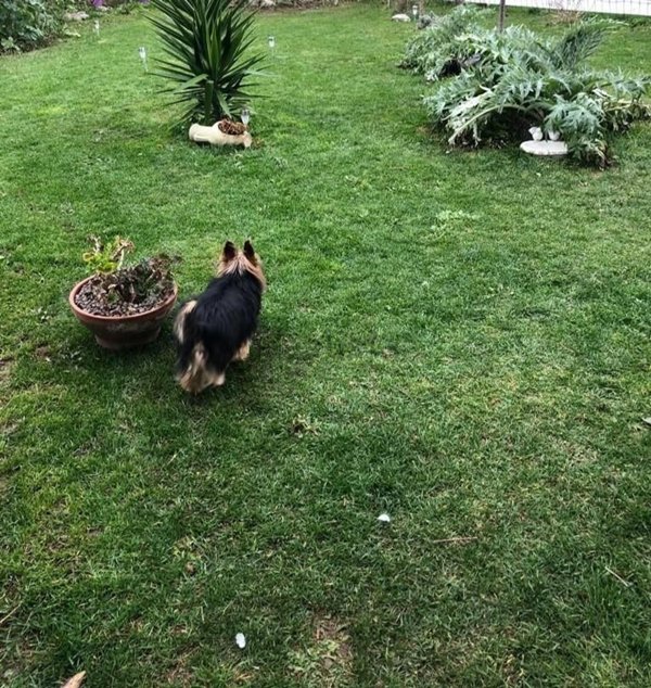 casa indipendente in affitto a Fosdinovo