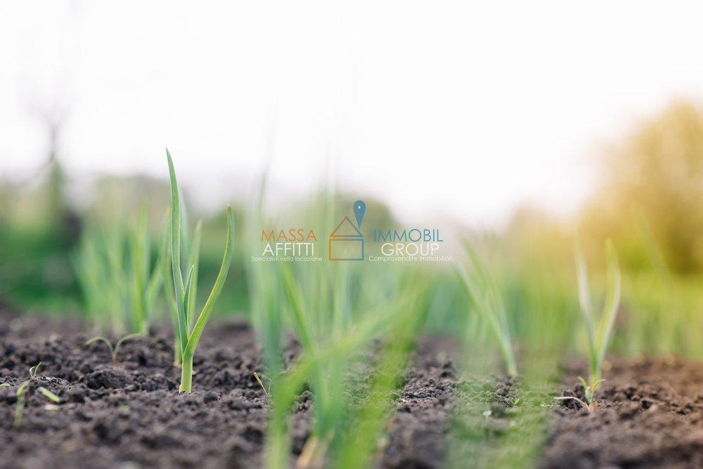 terreno agricolo in affitto a Massa in zona Marina di Massa