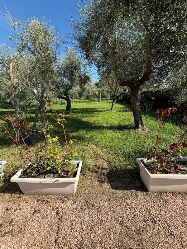 casa indipendente in affitto a Montignoso in zona Cervaiolo