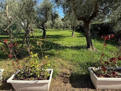 casa indipendente in affitto a Montignoso