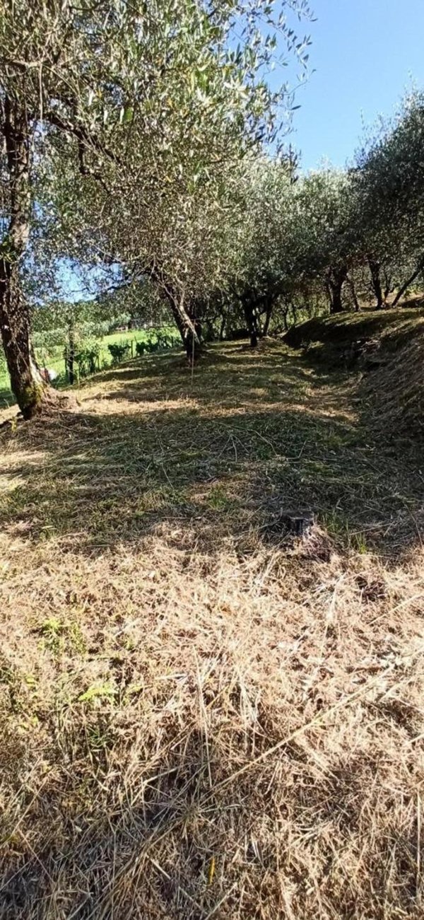 casa indipendente in affitto a Capannori