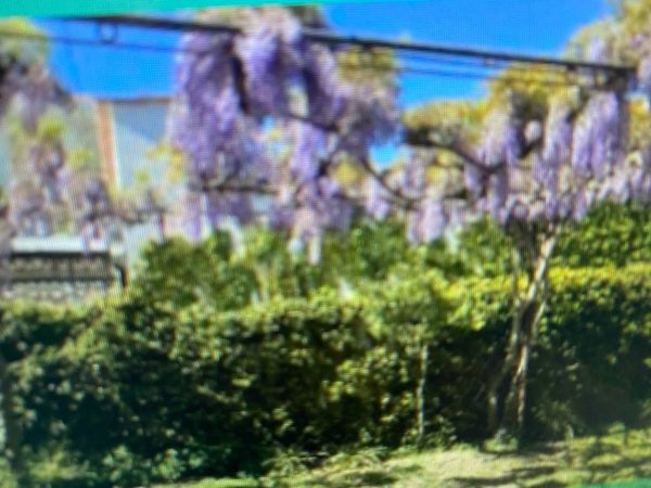 casa indipendente in affitto a Forte dei Marmi