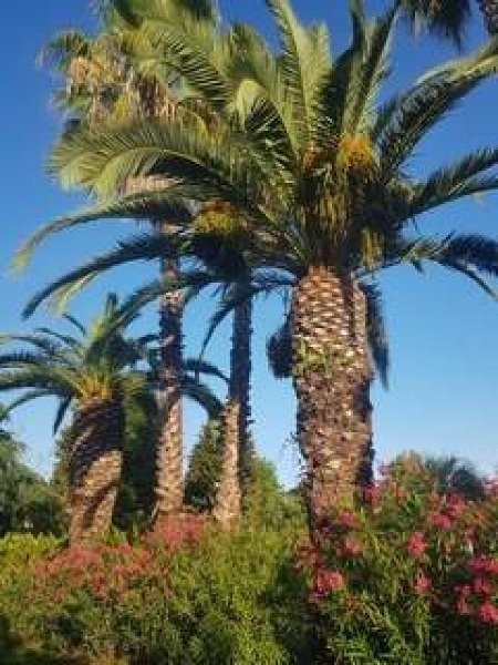 casa indipendente in affitto a Forte dei Marmi