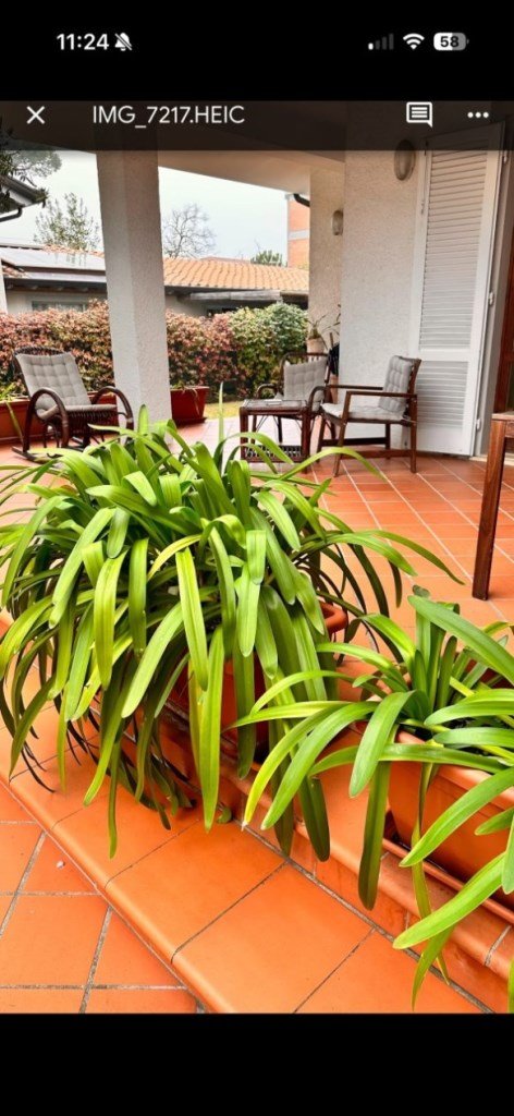 casa indipendente in affitto a Forte dei Marmi in zona Roma Imperiale