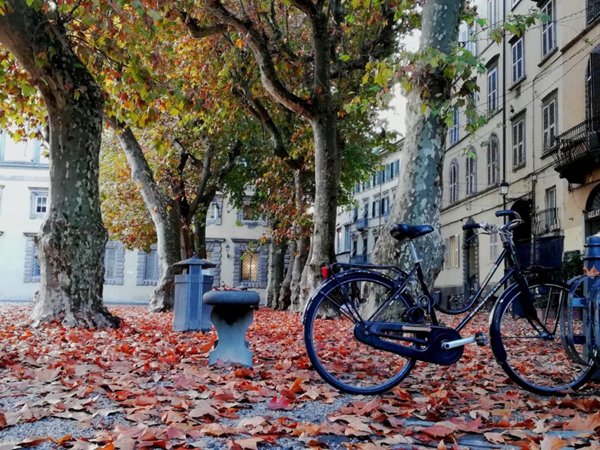 esavano in affitto a Lucca in zona Centro Città