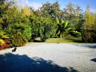 casa indipendente in affitto a Pietrasanta