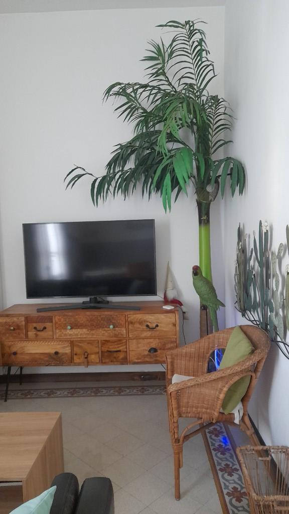 casa indipendente in affitto a Viareggio in zona Campo d'Aviazione