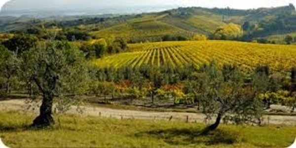 capannone in affitto a Barberino di Mugello