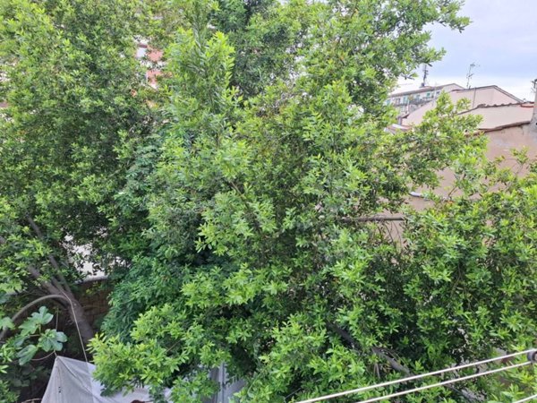 appartamento in affitto a Firenze in zona Centro Storico