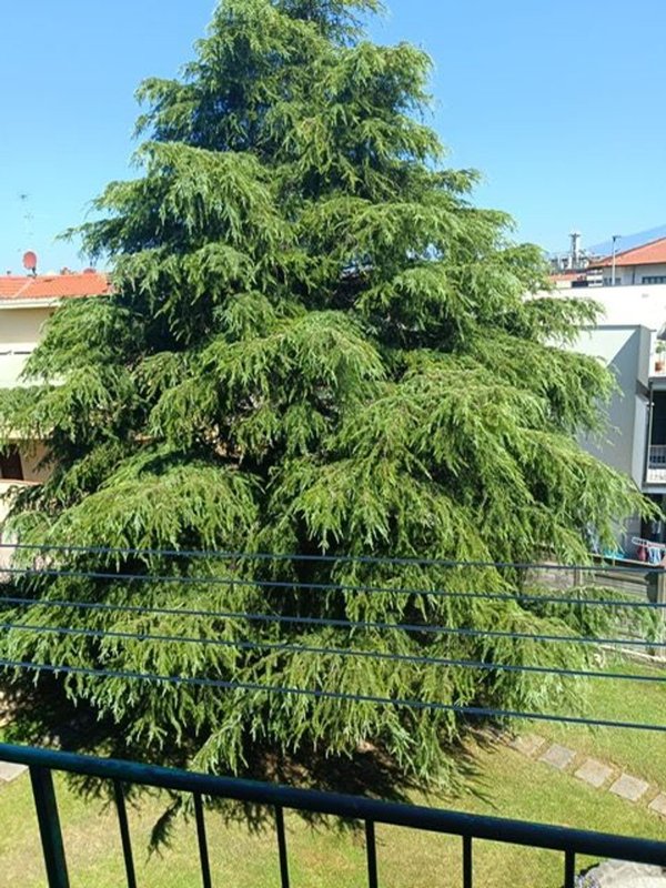 appartamento in affitto a Firenze in zona Ponte a Greve