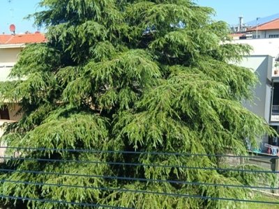 appartamento in affitto a Firenze in zona Ponte a Greve