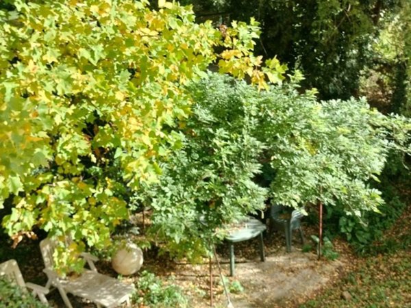 appartamento in affitto a Firenze in zona Porta Romana