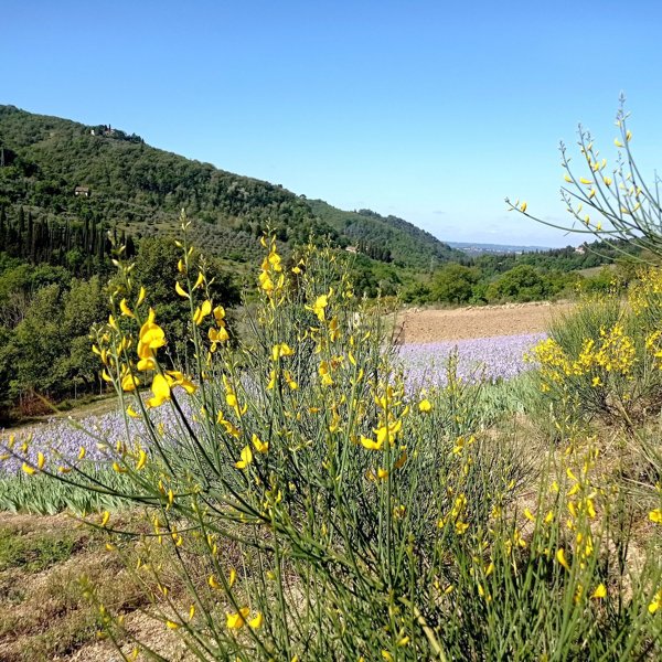 appartamento in affitto a Firenze in zona San Gaggio