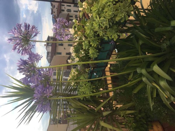 appartamento in affitto a Firenze in zona Centro Santa Croce