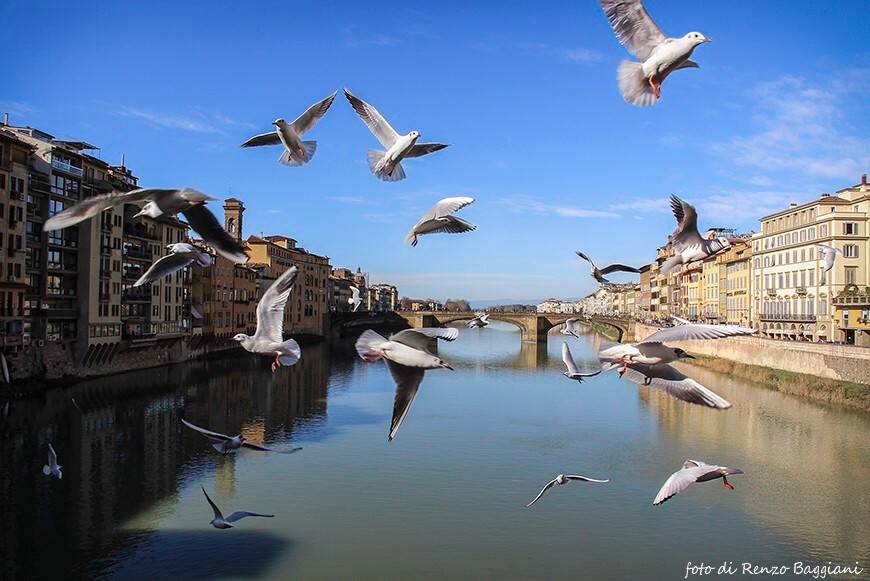 negozio in affitto a Firenze