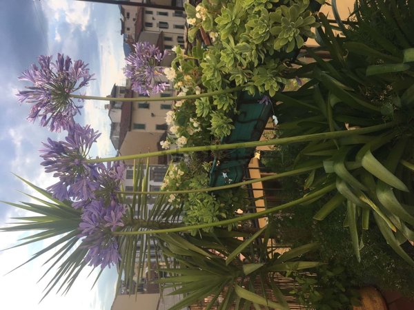appartamento in affitto a Firenze in zona Centro Santa Croce