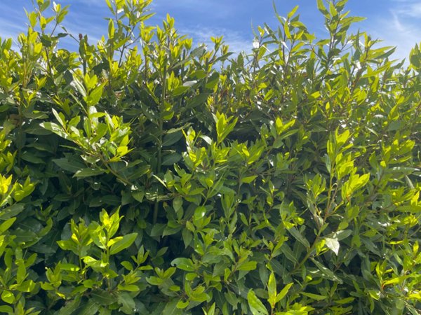 appartamento in affitto a Fucecchio